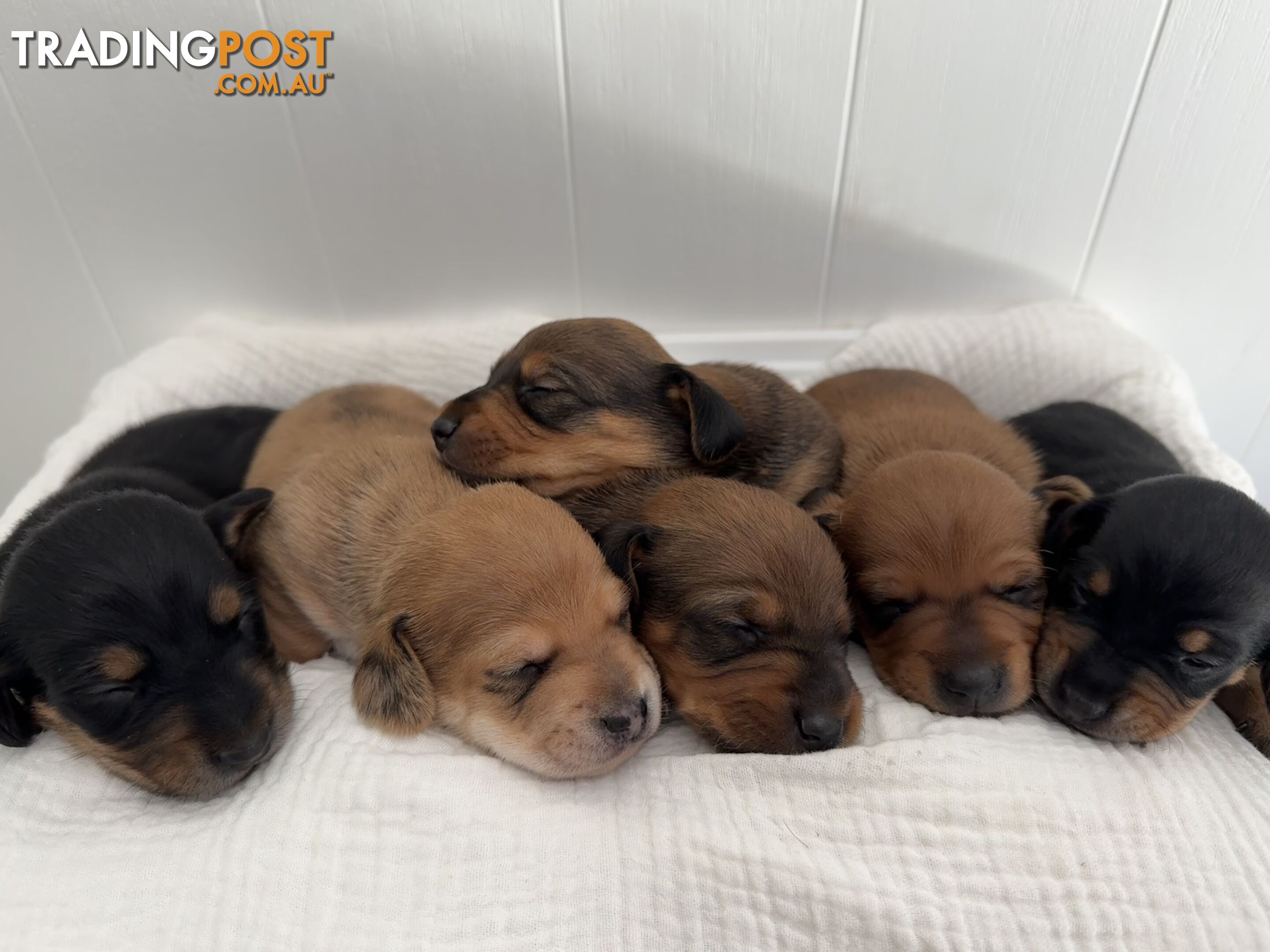 Dachshund Puppies - Ready for Xmas