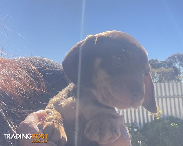 Mini Dachshund male puppy/very tiny/chocolate colour
