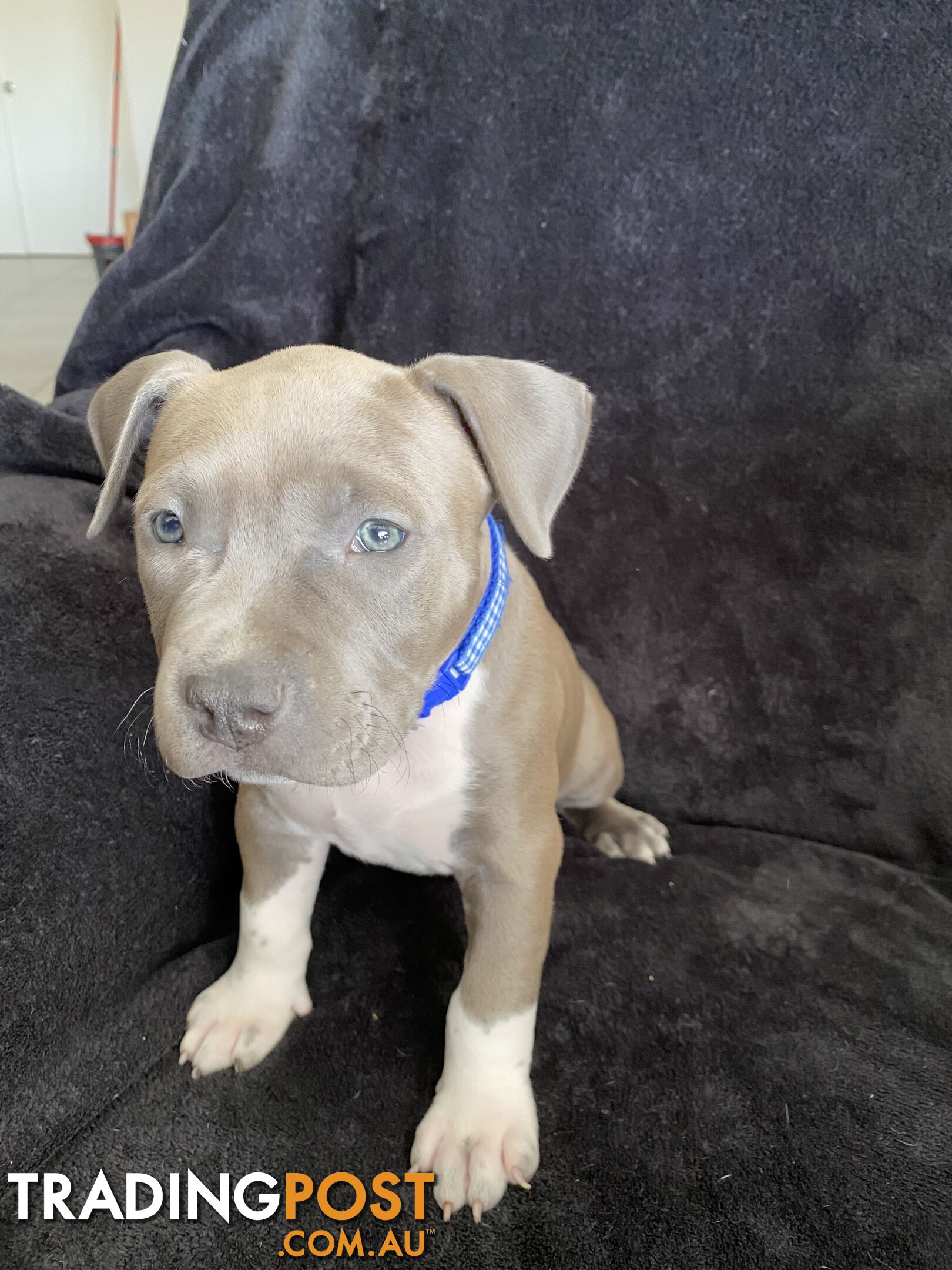 American Staffy Puppies (Pure)