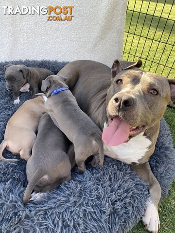 American Staffy Puppies (Pure)