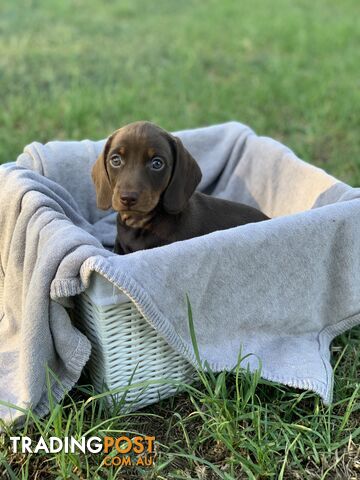 Chocolate and tan mini dachshund