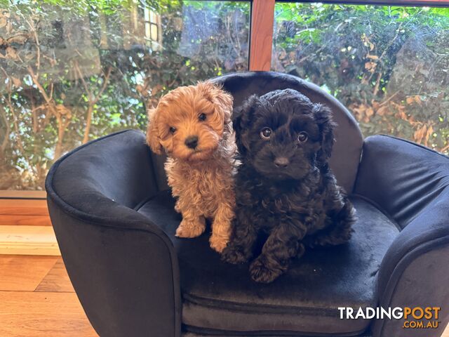 Gorgeous Female Cavoodles x 2