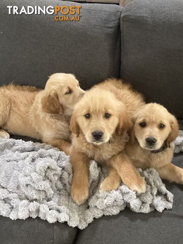 Golden retriever puppies