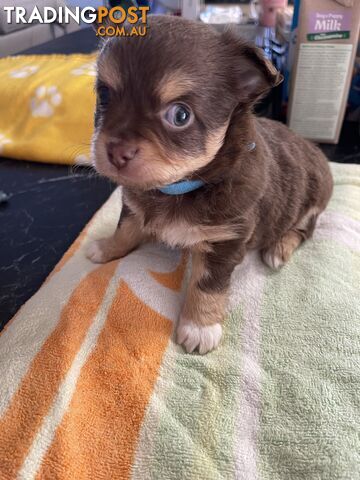 Long coat chocolate chihuahuas