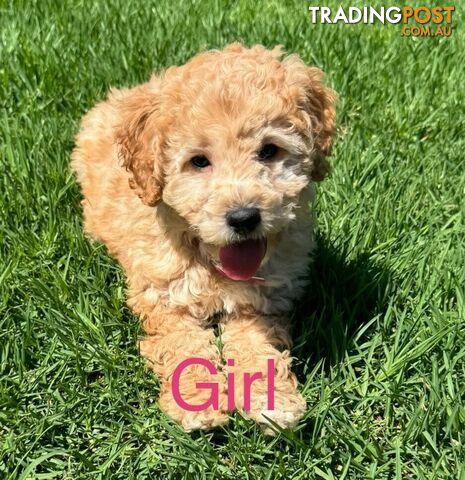 1 Male &amp;amp; 1 Female apricot Cavoodle pup left