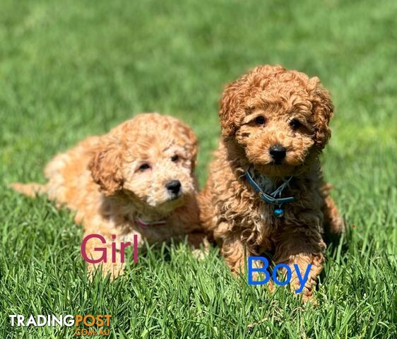 1 Male and 1 Female Cavoodle pups