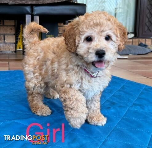 1 Male &amp;amp; 1 Female apricot Cavoodle pup left