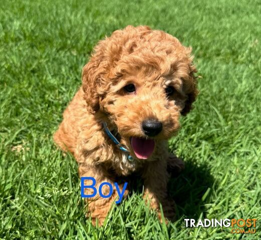 1 Male &amp;amp; 1 Female apricot Cavoodle pup left