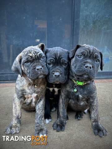 Purebred Cane Corso Puppies