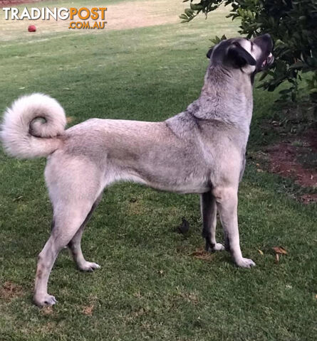 Kangal Livestock Guardian Dog Pup