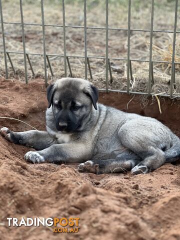 Kangal Livestock Guardian Dog Pup