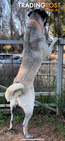 Kangal Livestock Guardian Dog Pup