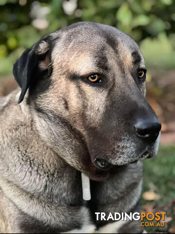 Kangal Livestock Guardian Dog Pup