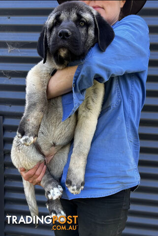 Kangal Livestock Guardian Dog Pup