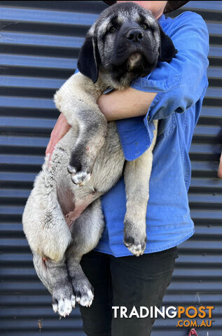 Kangal Livestock Guardian Dog Pup