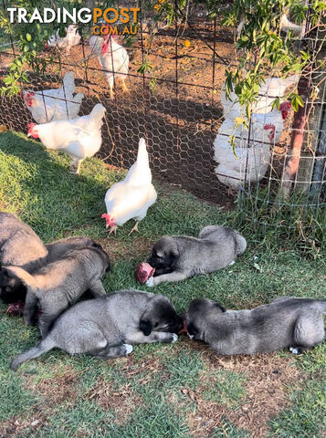 Kangal Livestock Guardian Dog Pup