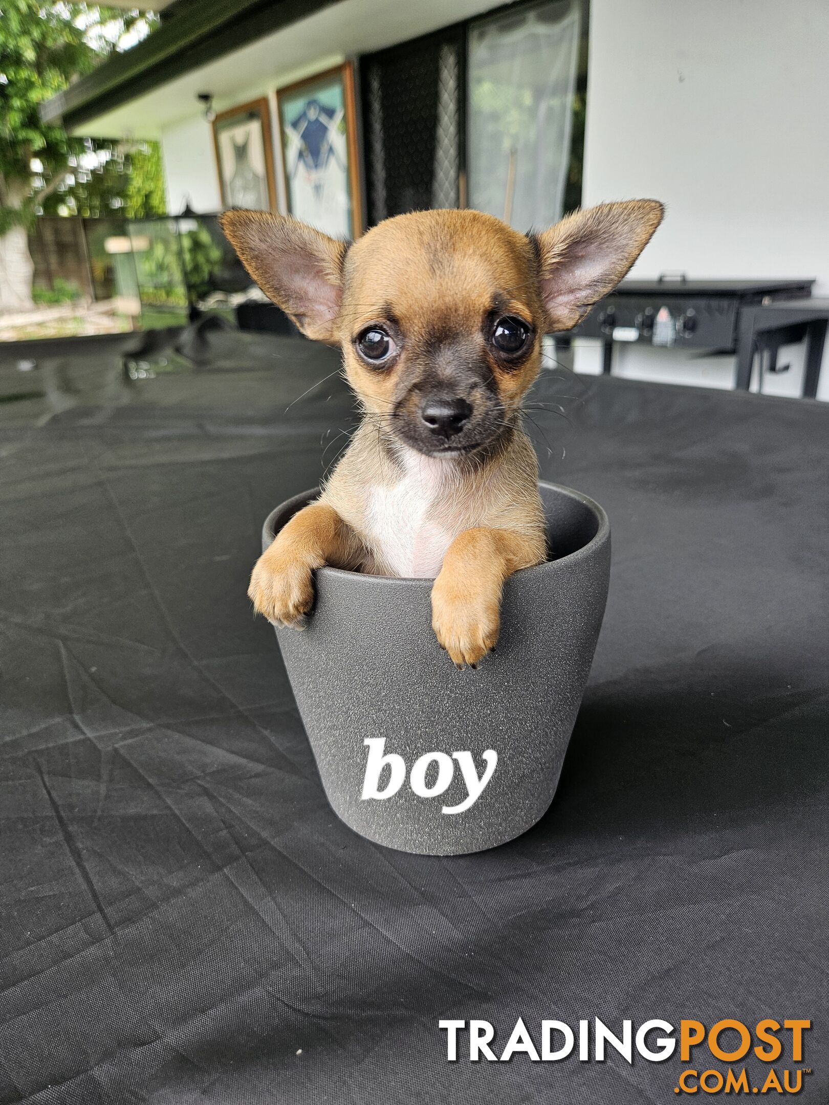 Pure-bred chihuahua puppies