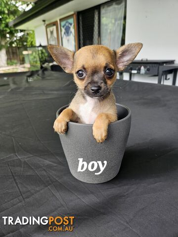 Pure-bred chihuahua puppies