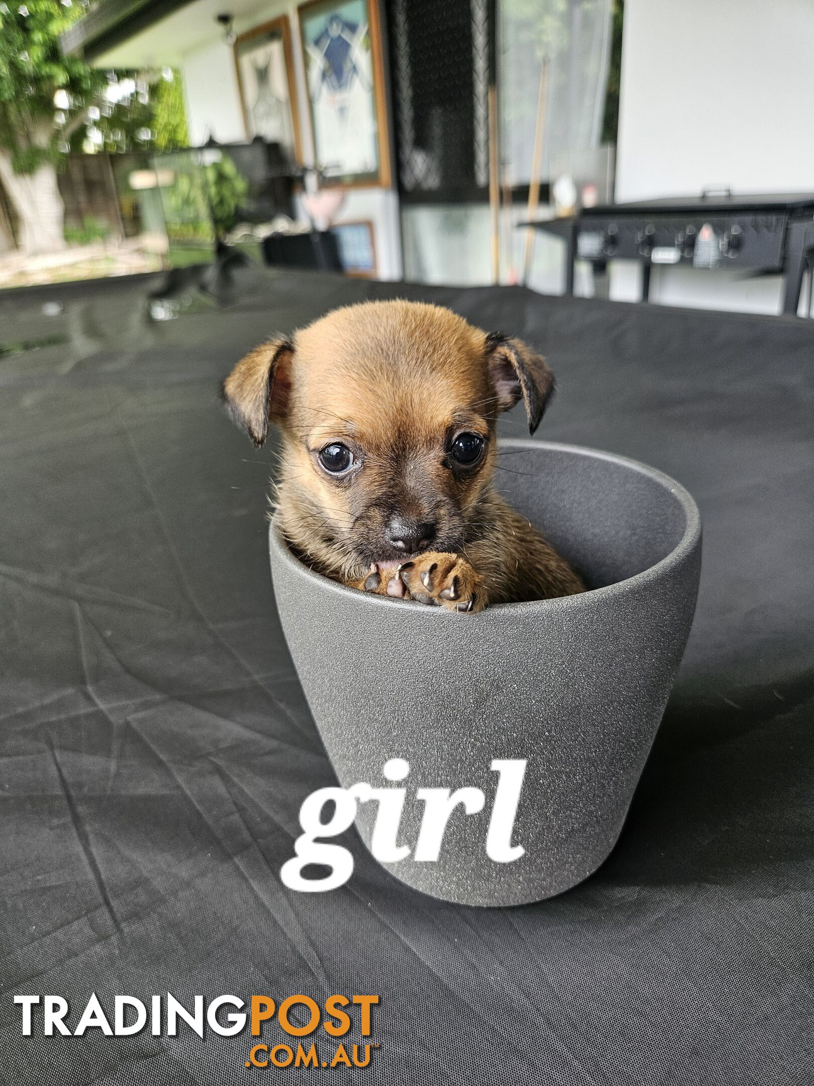 Pure-bred chihuahua puppies