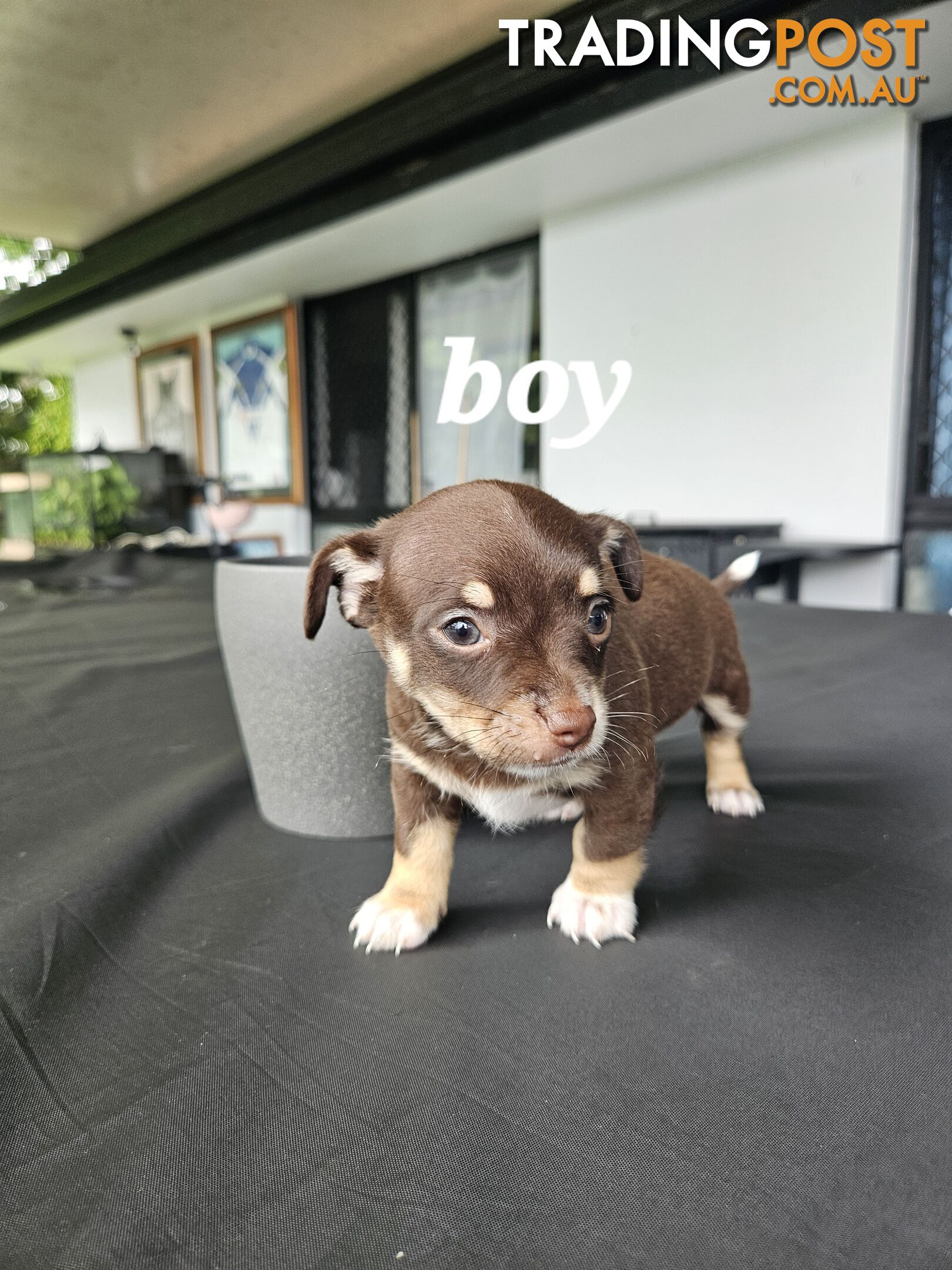 Pure-bred chihuahua puppies