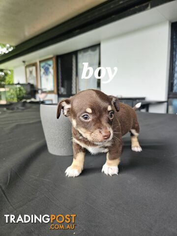 Pure-bred chihuahua puppies