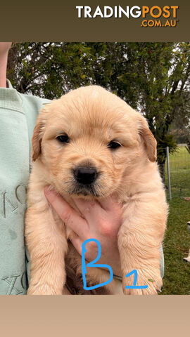 Purebred Golden Retriever Puppies – 7 Beautiful Pups