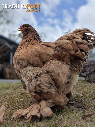 Brahma hen purebred