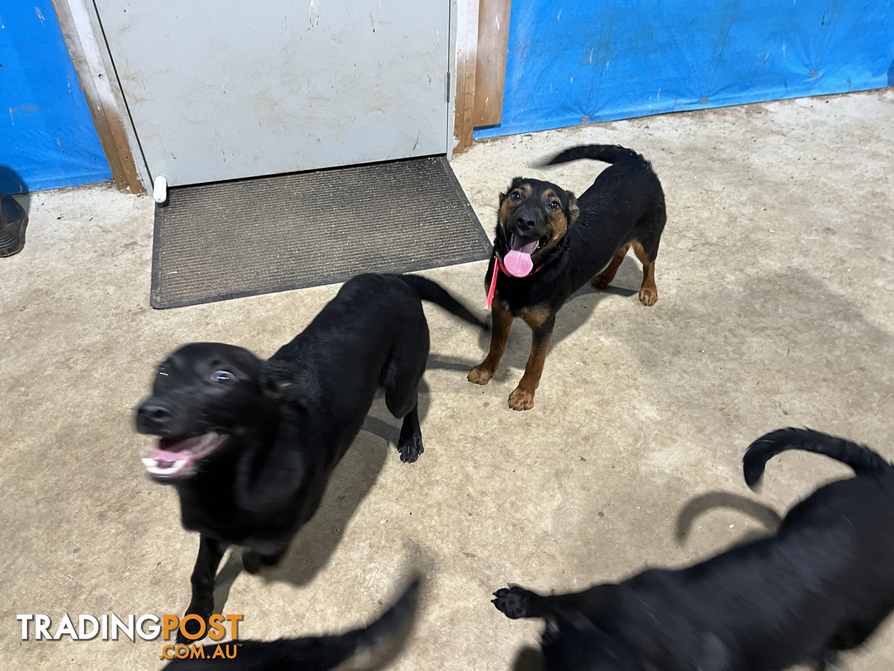 Kelpie x Border Collie