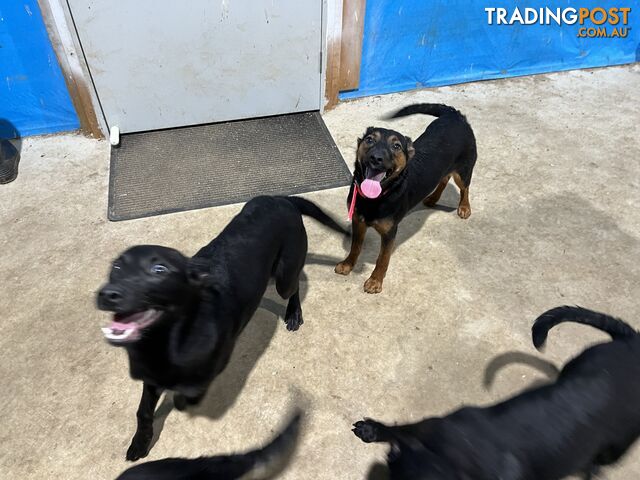 Kelpie x Border Collie