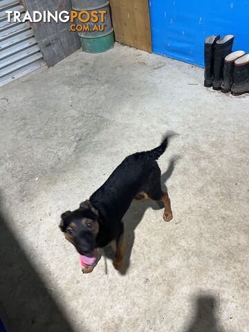 Kelpie x Border Collie