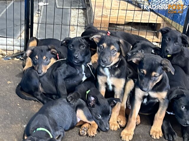 Kelpie x Border Collie