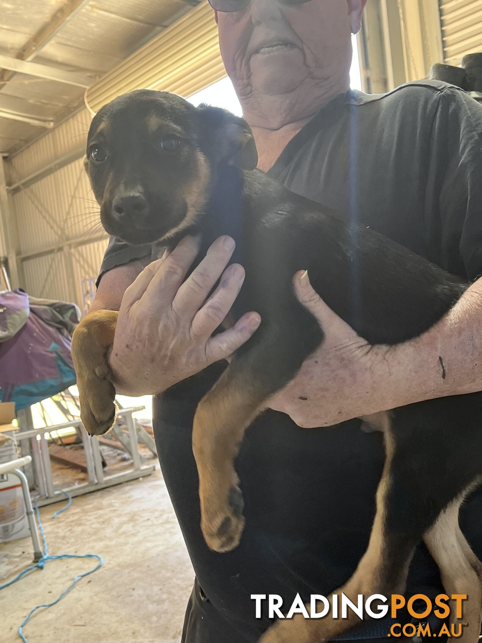 Kelpie x Border Collie