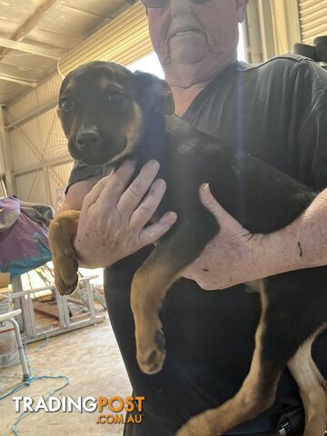 Kelpie x Border Collie