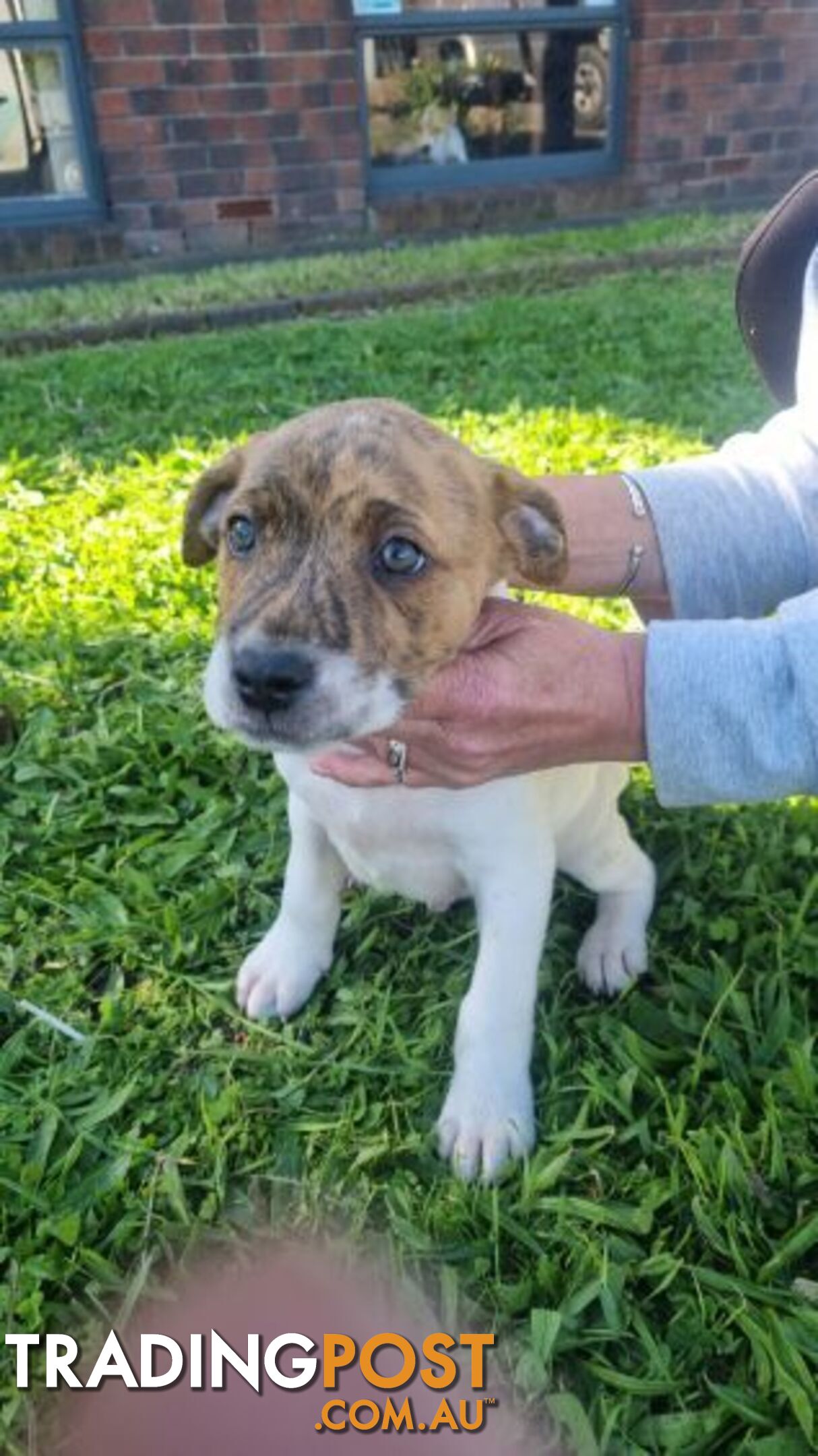 5 Staffordshire cross mastiff pups - 8 weeks old this week