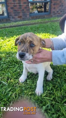 5 Staffordshire cross mastiff pups - 8 weeks old this week