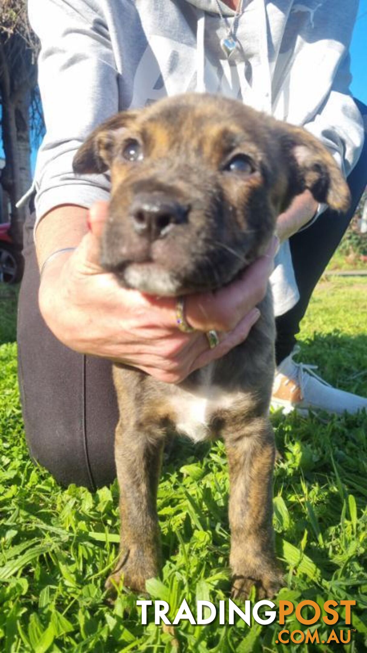 5 Staffordshire cross mastiff pups - 8 weeks old this week