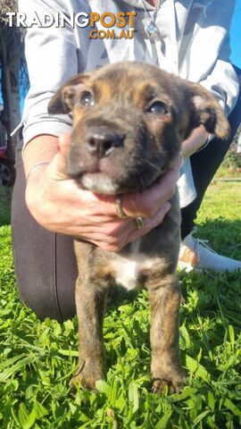 5 Staffordshire cross mastiff pups - 8 weeks old this week