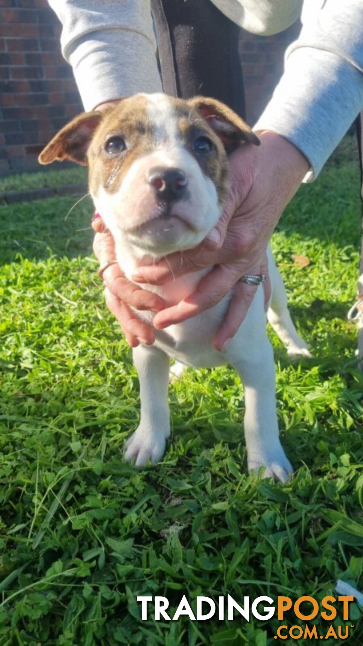 5 Staffordshire cross mastiff pups - 8 weeks old this week