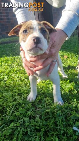 5 Staffordshire cross mastiff pups - 8 weeks old this week