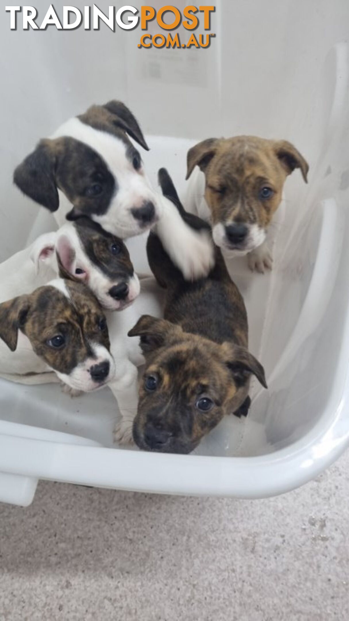 5 Staffordshire cross mastiff pups - 8 weeks old this week