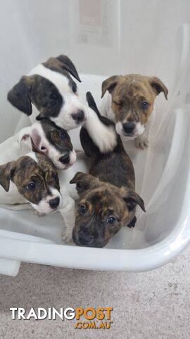 5 Staffordshire cross mastiff pups - 8 weeks old this week