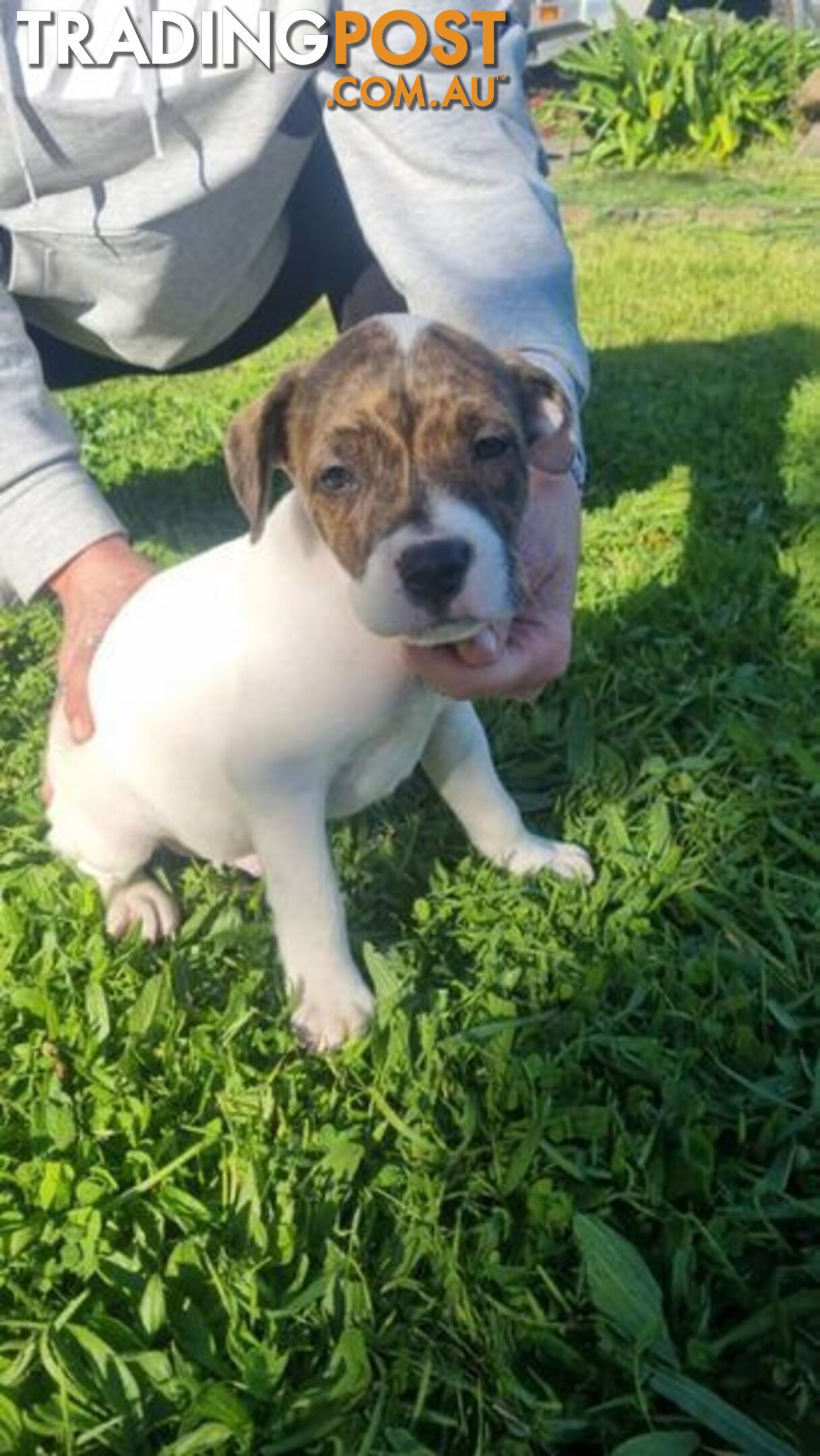 5 Staffordshire cross mastiff pups - 8 weeks old this week