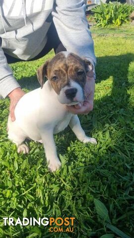 5 Staffordshire cross mastiff pups - 8 weeks old this week