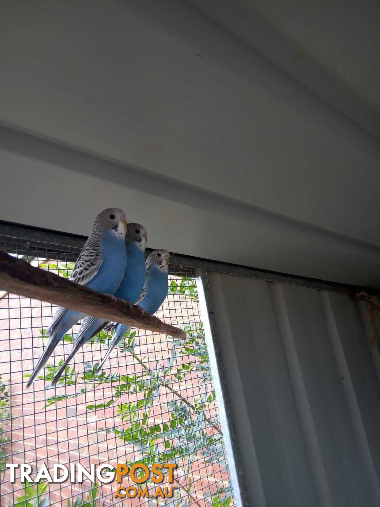 Blue Baby Budgies for Sale