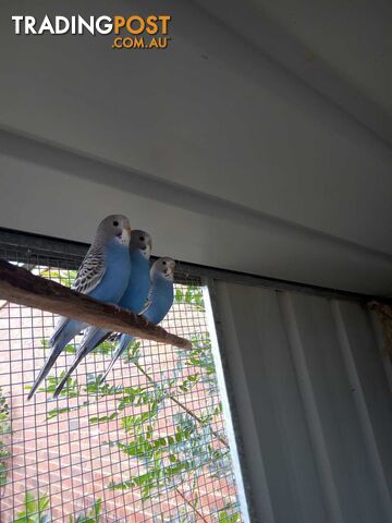 Blue Baby Budgies for Sale