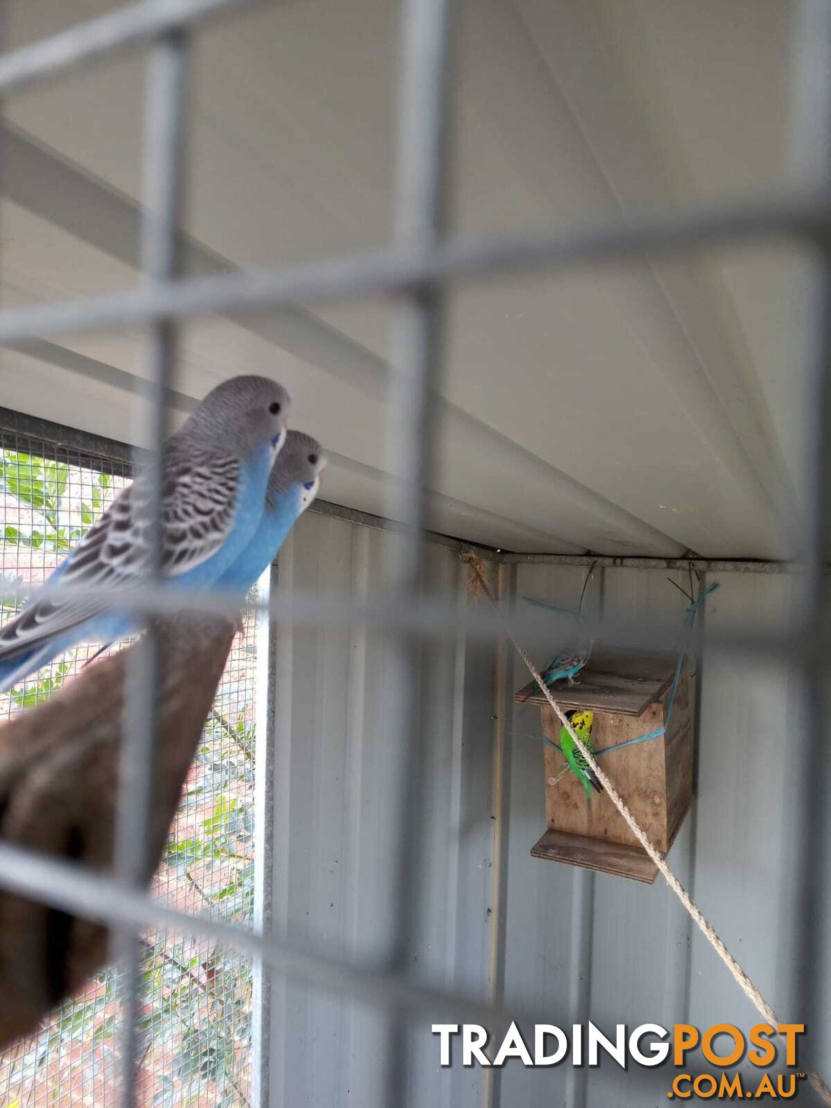 Blue Baby Budgies for Sale