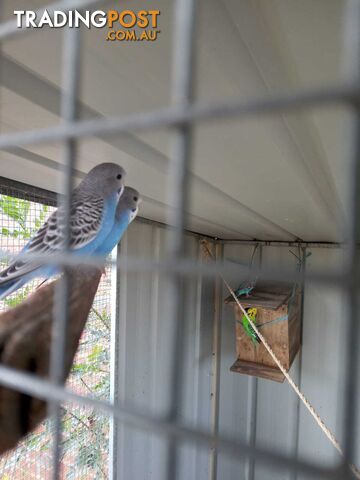 Blue Baby Budgies for Sale