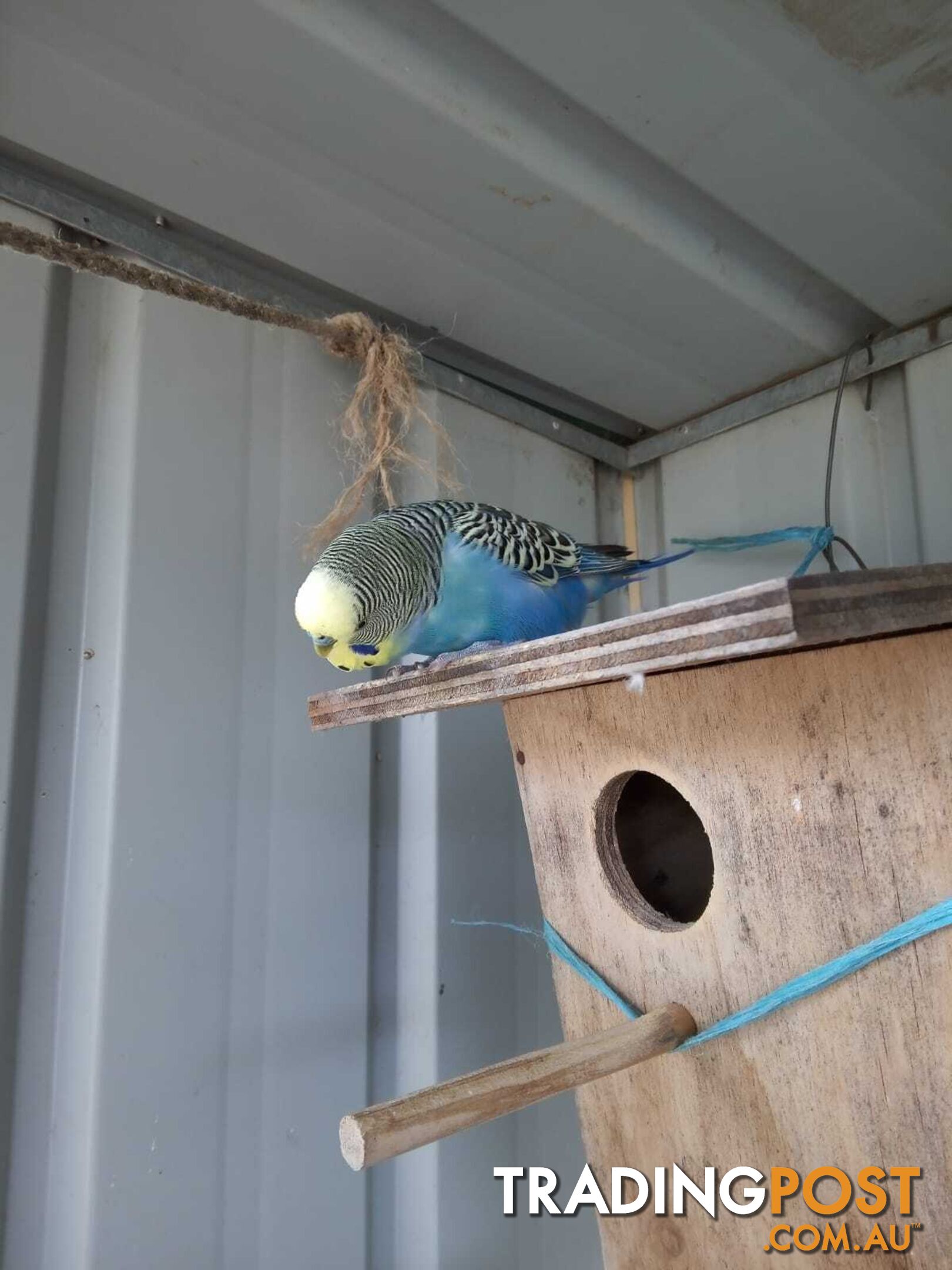 Blue Baby Budgies for Sale