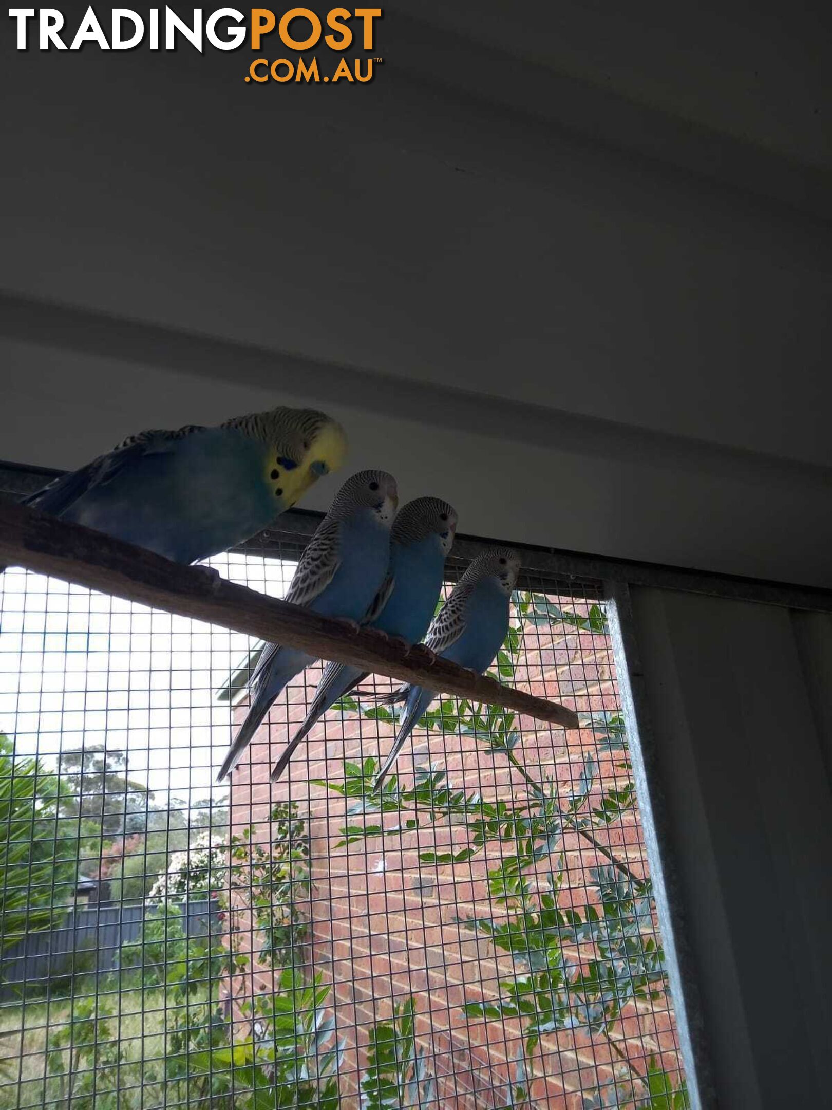 Blue Baby Budgies for Sale