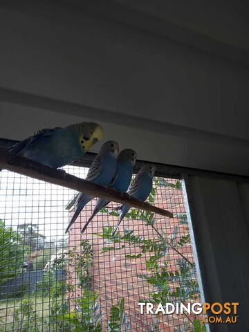 Blue Baby Budgies for Sale